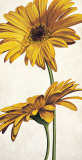 Armonie in Giallo