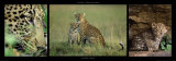 Leopard Family