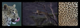 Leopard Resting