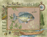 Blue-Gilled Sunfish