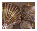 Seashells Spectacular No 7
