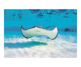 Smiling Stingray
