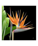 Bird of Paradise - Royal Beauty I