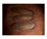 Tyrannosaurus Rex Eggs