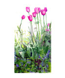 Tulip Garden