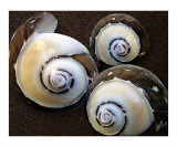 Seashells Spectacular No 23