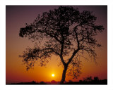 Sunrise and Oak