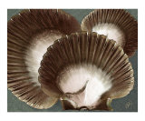 Seashells Spectacular No 22