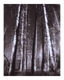 Ghost Forest
