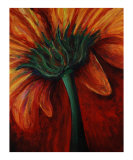 Gerbera Daisy