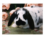 Floppy Eared Bunny