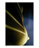 Lightcurves 4