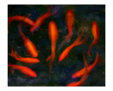 Koi Pond III