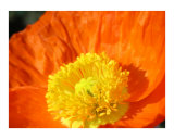 Orange Poppy