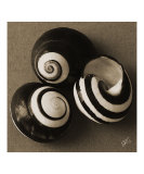 Seashells Spectacular No 27