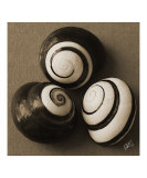 Seashells Spectacular No 28