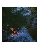 Floating Leaves