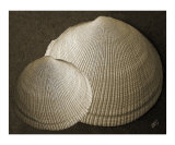 Seashells Spectacular No 8