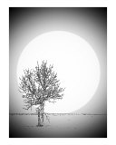 Moon Glow 1