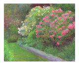Aisle of Rhododendrons