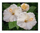 White Hibiscus - Dreamy Blooms