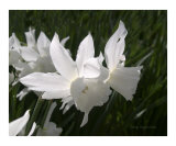 Daffodil Flower Fairies