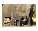 Elephants at Salt Lick
