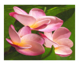 Plumeria Trio - Frangipani