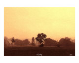 Trees in Mirror