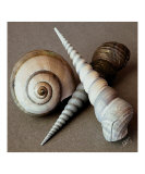 Seashells Spectacular No 24