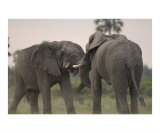 Elephant Bulls Fighting