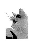 The Cat