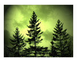 Green Sky Evergreens