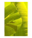 Banana Lime II