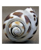 Seashells Spectacular No 2