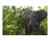 Angry Elephant Bull