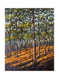 Late Day Light in Hudson Valley Woods