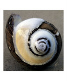 Seashells Spectacular No 3