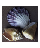 Seashells Spectacular No 30
