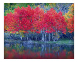 Grant Lake Aspens