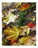 Fall Leaves