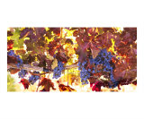 Autumn Vines