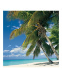Queen Palms on Seven Mile Beach