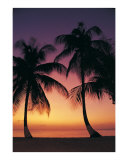 Sunset Palms