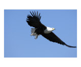 Flying Fish Eagle