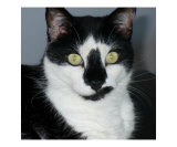Paco Pussycat