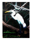 120807 Egret Honey Island Swamp Louisiana
