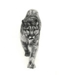 Mountain Lion