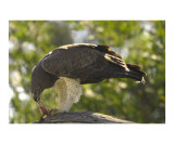 Martial Eagle with Kill