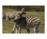 Fighting for Dominance